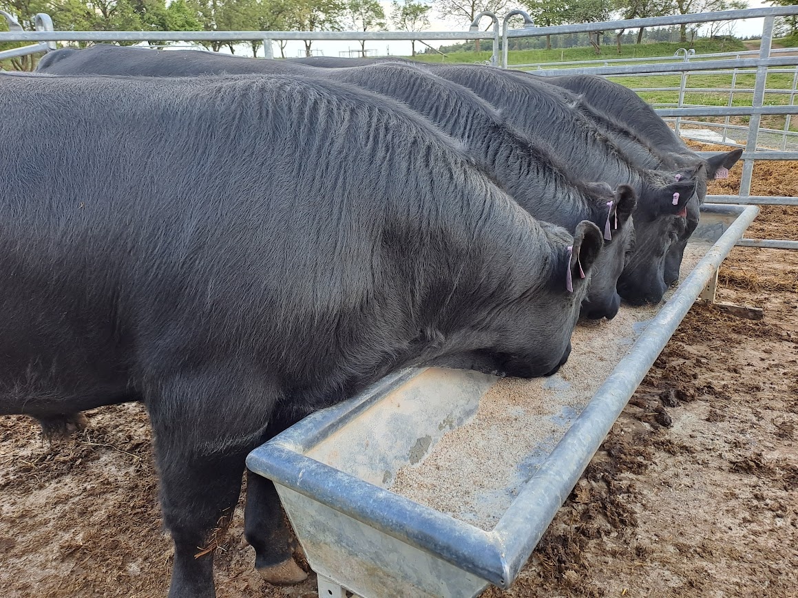 Aberdeen Angus Zuchtbulle