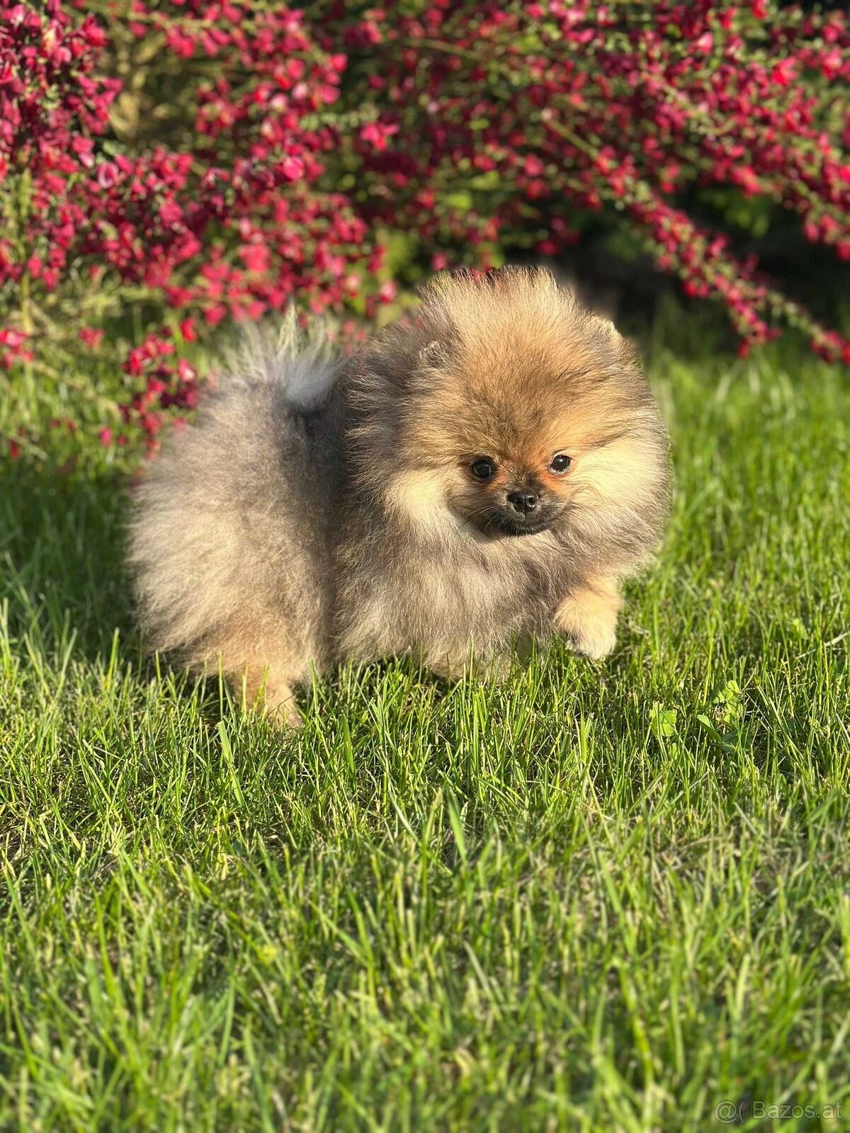 WhatsApp +4915510295604 Pomeranian Zwergspitz verfügbar