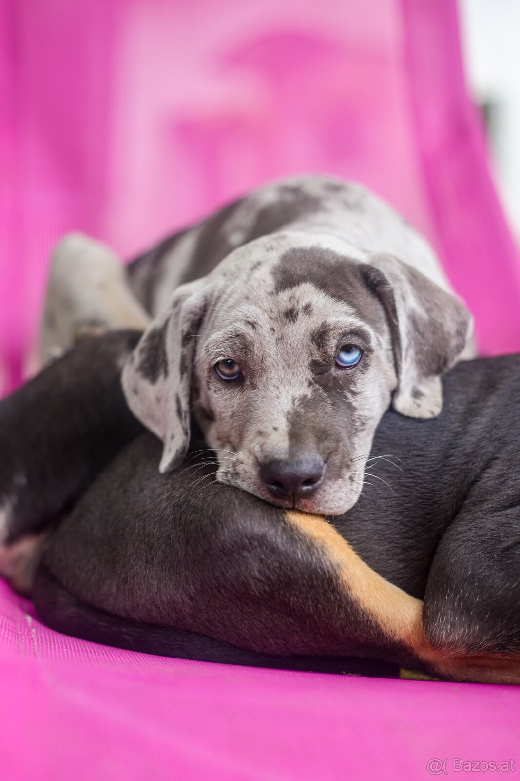 Louisian catahoula hund