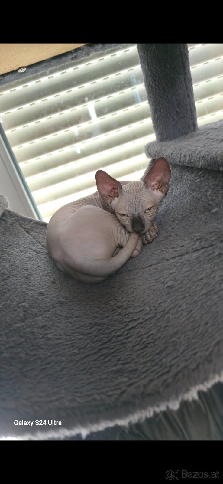 Sphynx babys