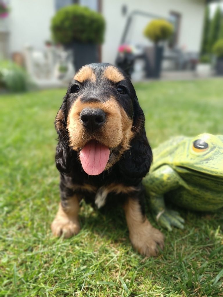 WhatsApp +4915510295604 English Cocker Spaniel Welpe verfügb