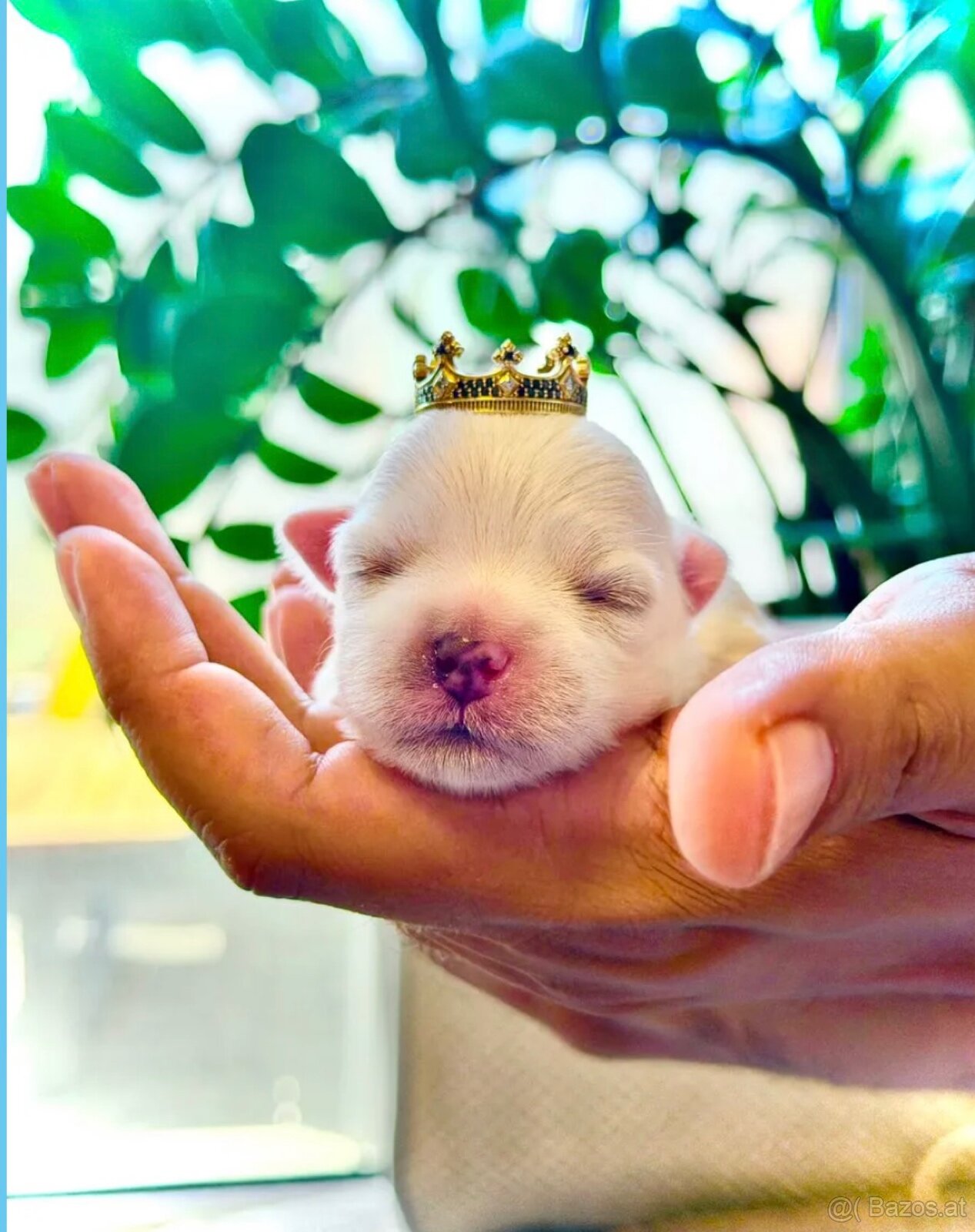 Teacup Malteserwelpen