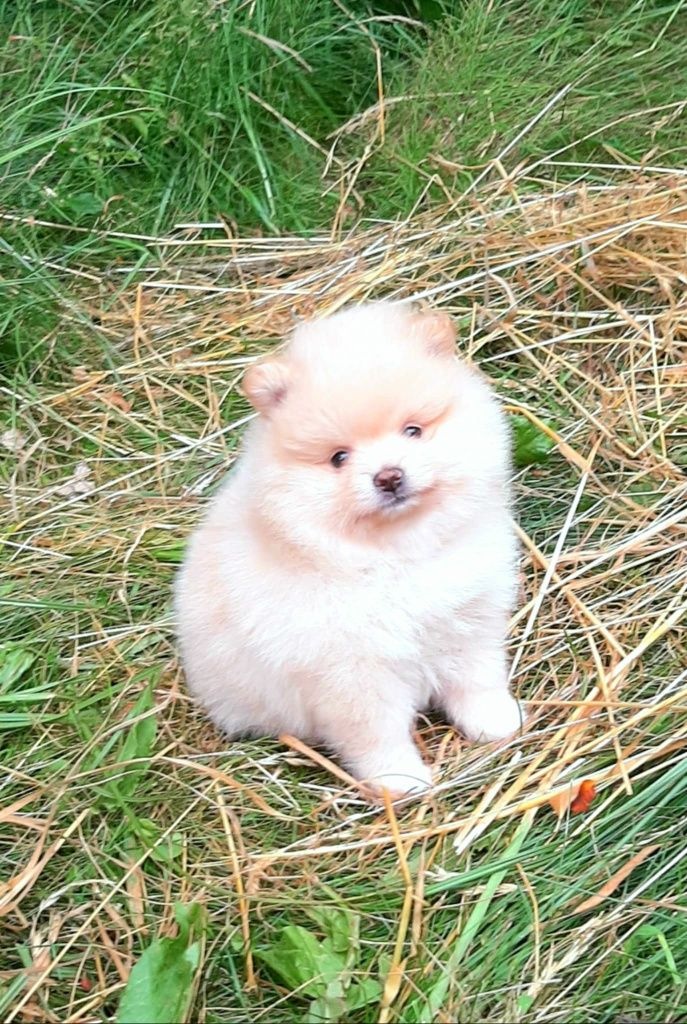 WhatsApp +4915510295604 Miniatur-Pomeranian-Puppe verfügbar