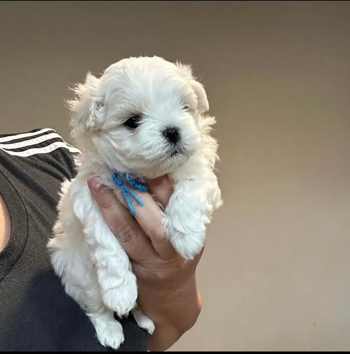Malteser mini