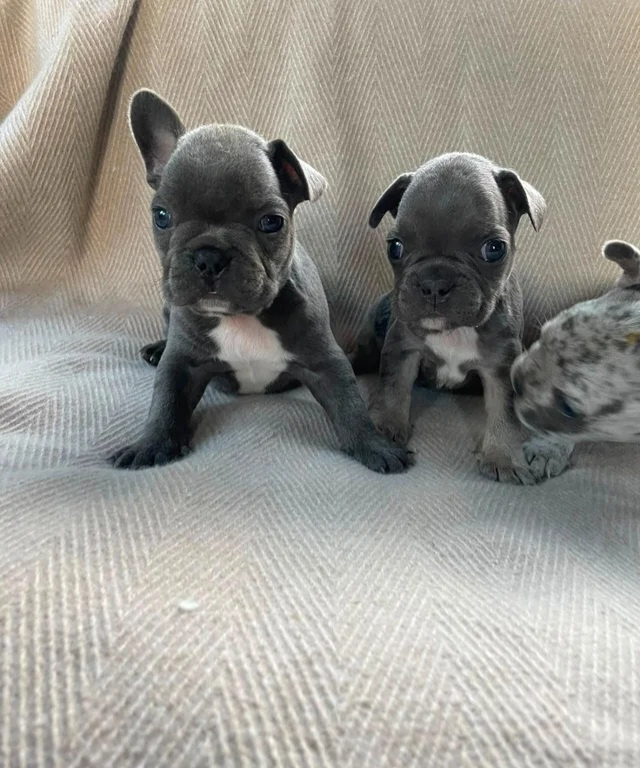 Französische Bulldoggenwelpen