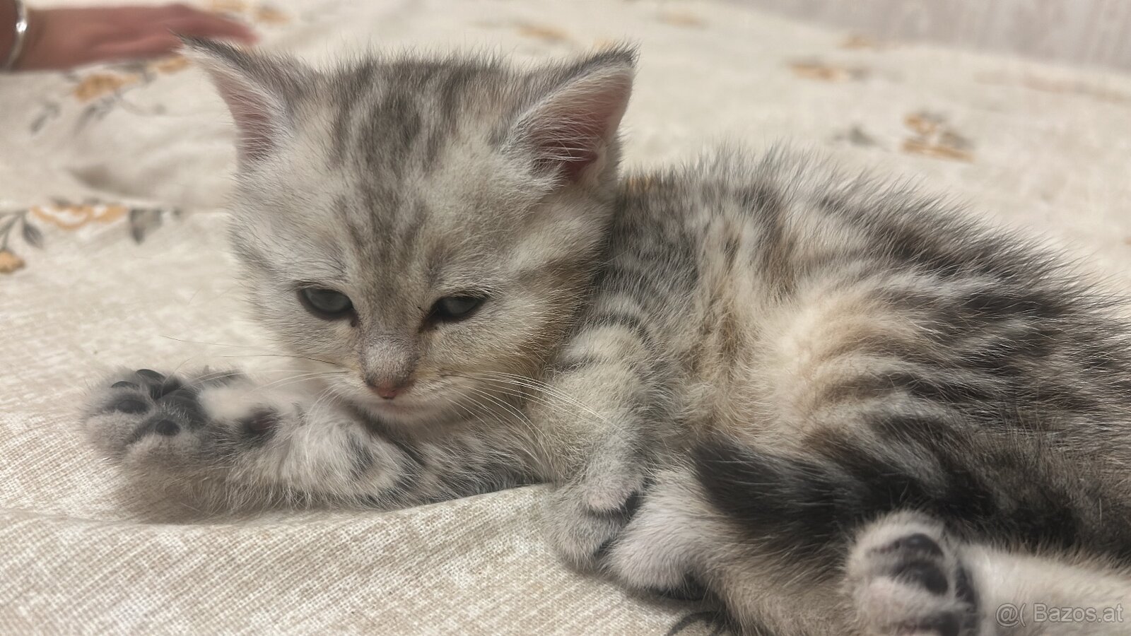 BKH Kitten Reinrassig Männlich