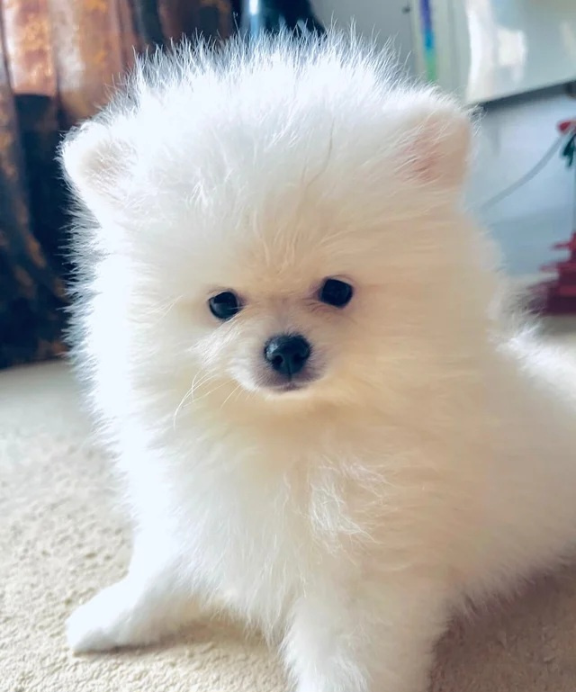 Wunderschöne Pomeranian-Welpen