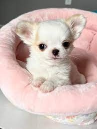 Chihuahua-Welpen (männlich und weiblich)