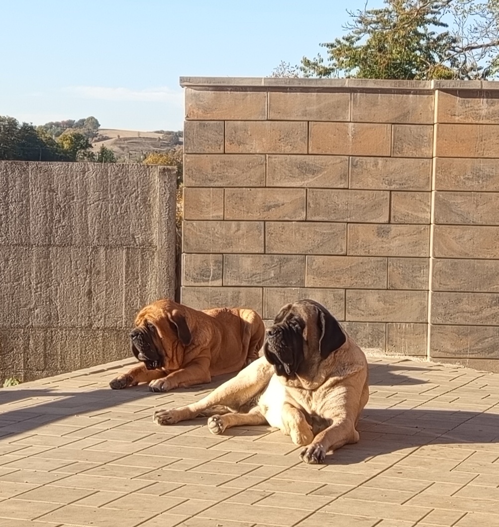 English mastiff