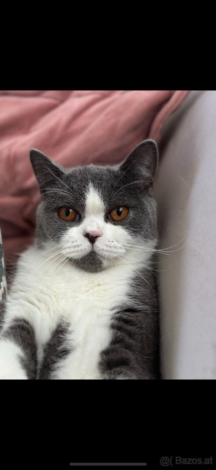 BKH Britisch Kurzhaar Kater Blue Bicolor