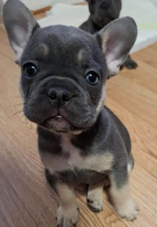 Französische Bulldoggenwelpen