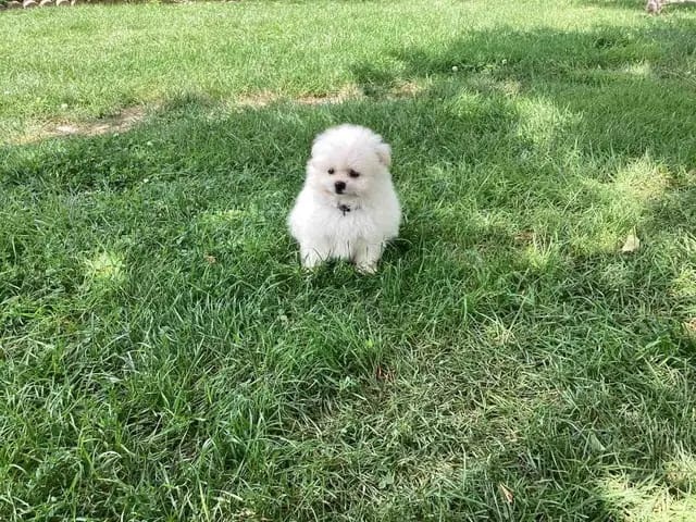 Bezaubernde Zwergspitz-pomeranian welpen