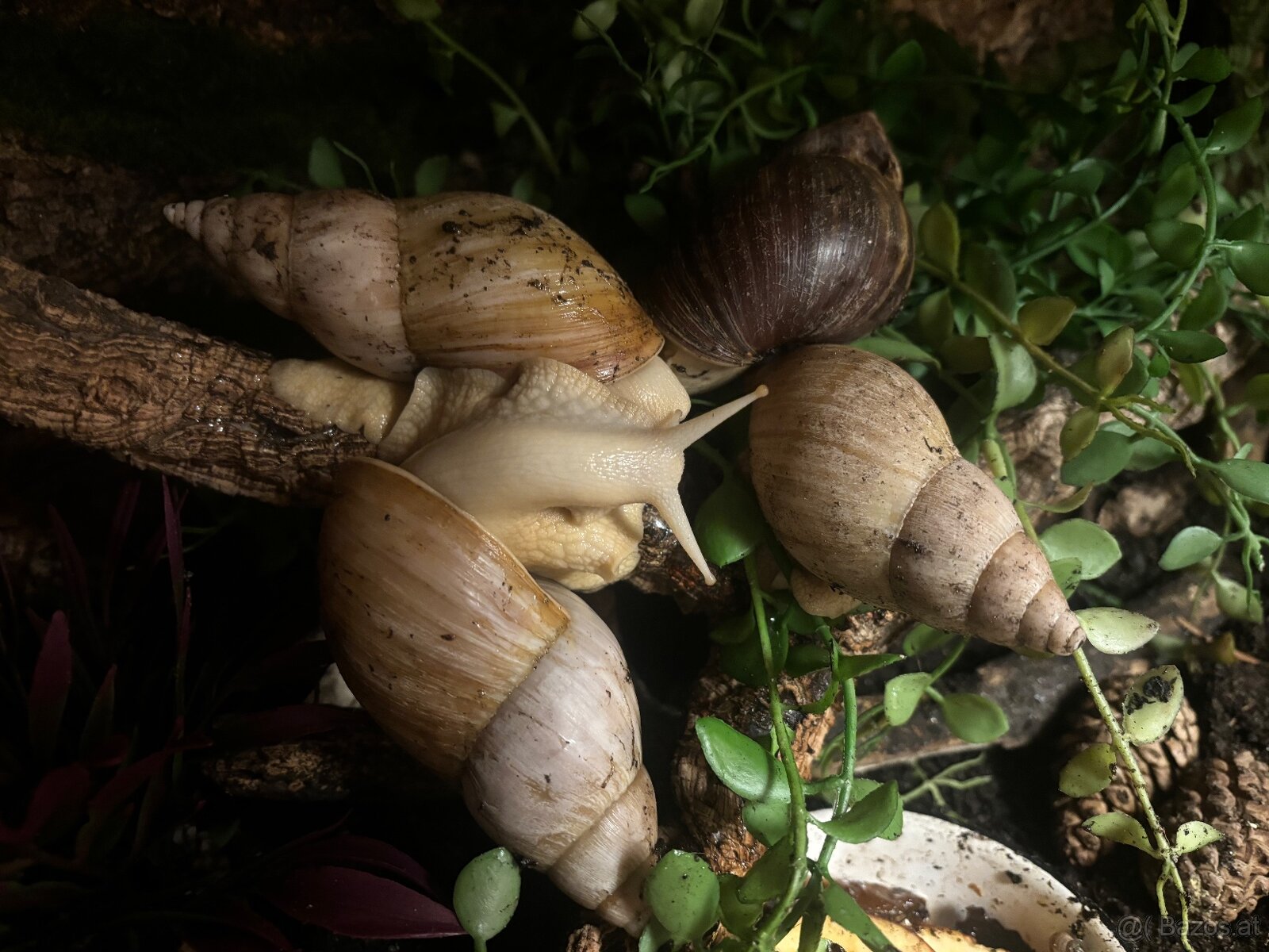 Achatschnecke