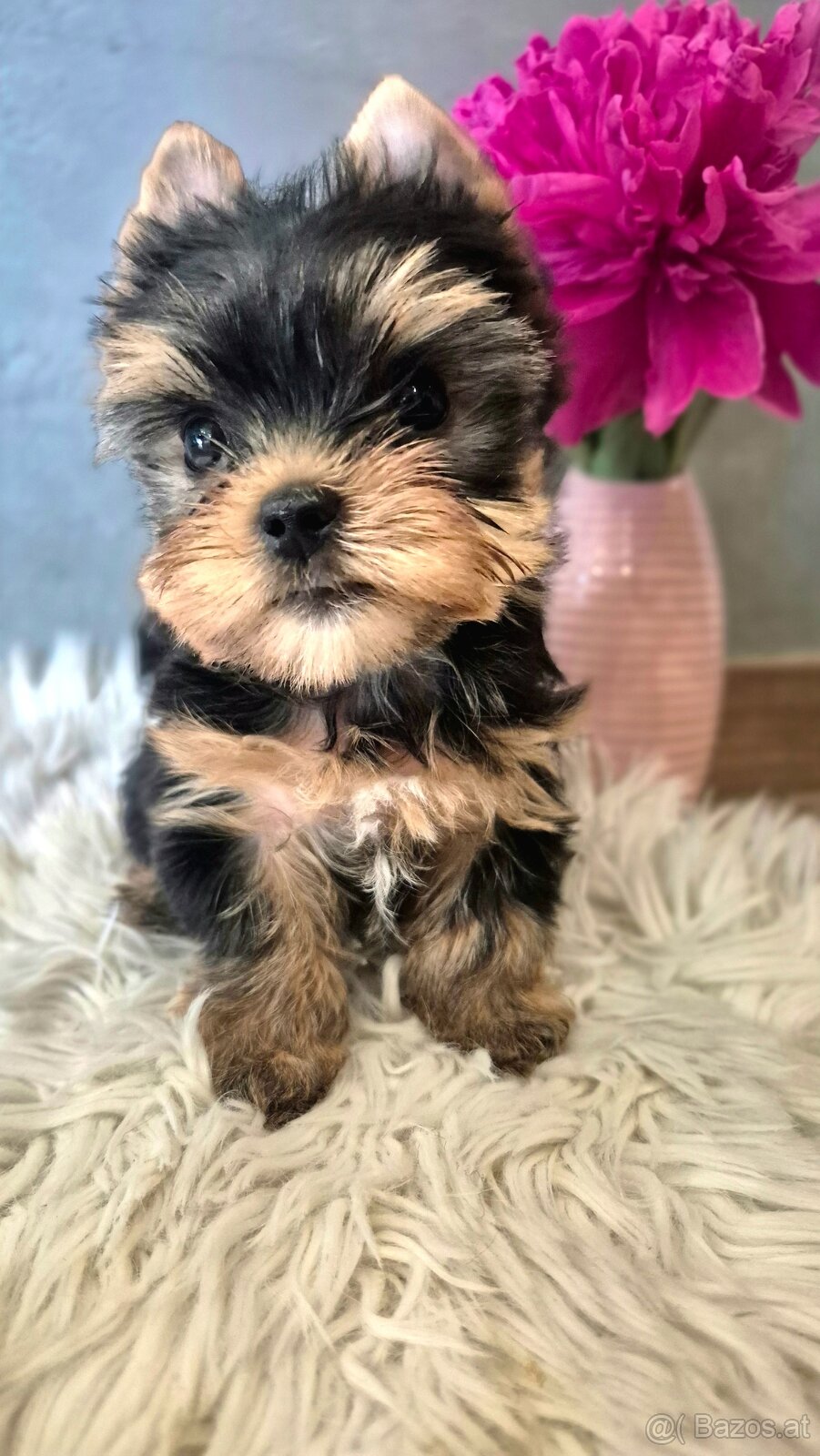 Yorkshire Terrier mit FCI