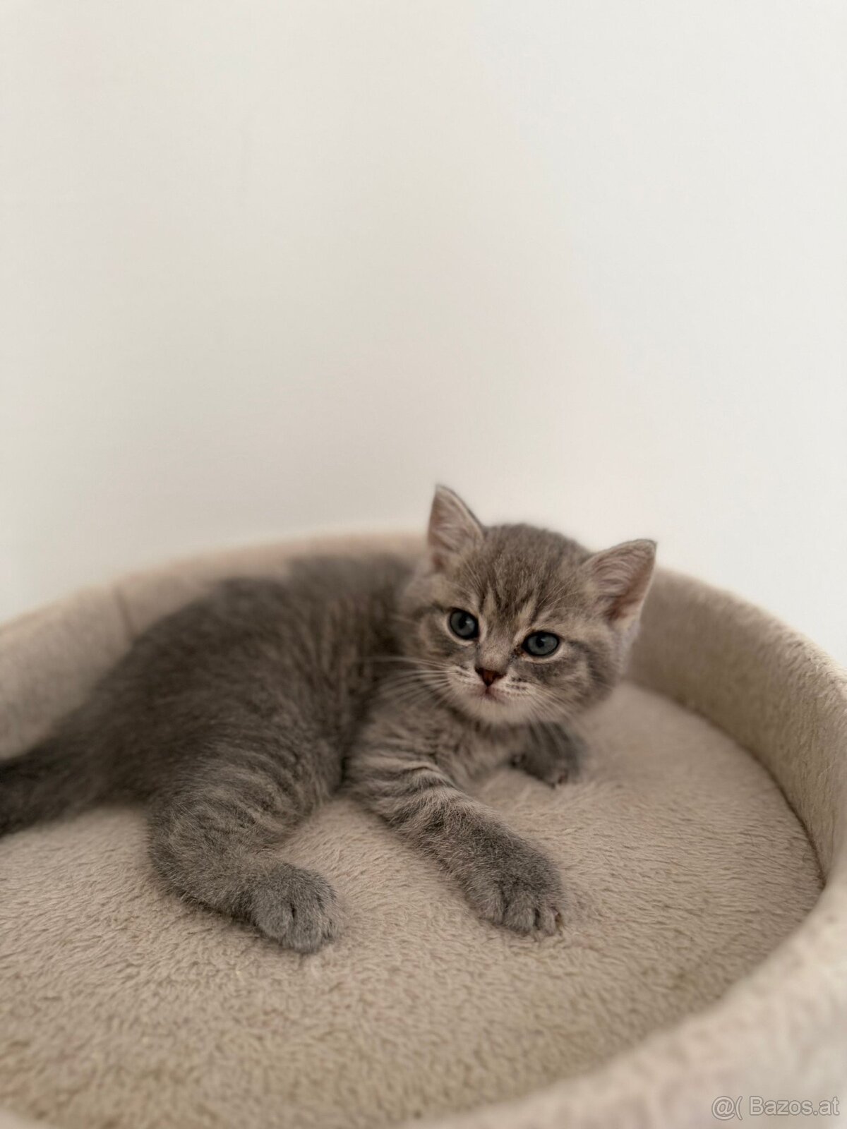 Reinrassige BKH Kitten