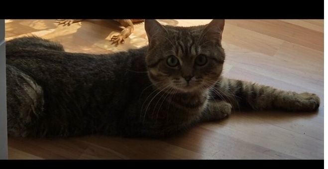 Katze zu verschenken