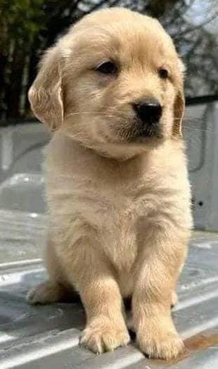 Golden-Retriever-Welpen zu verkaufen