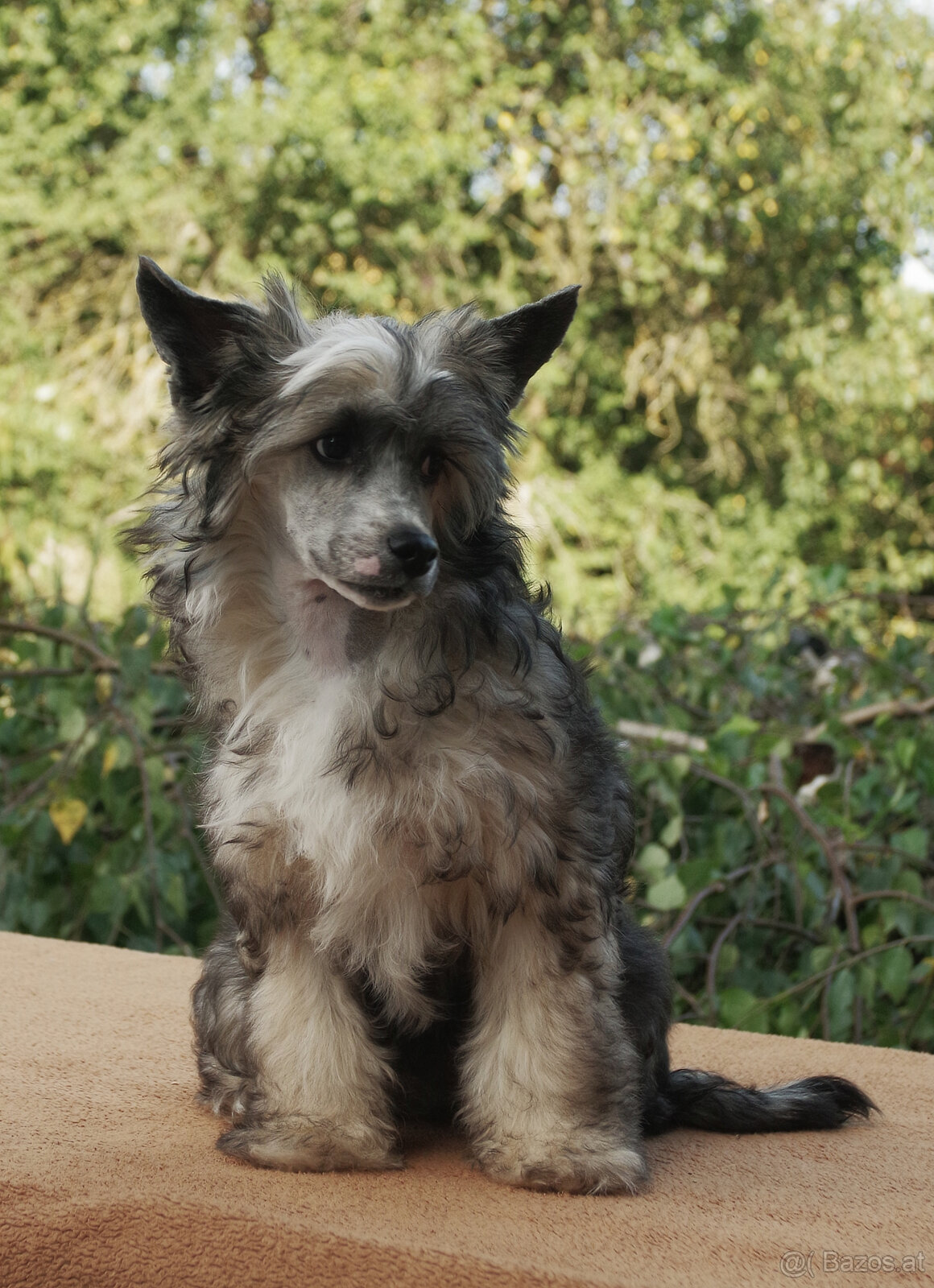 chinese crested dog - hairless - FCI