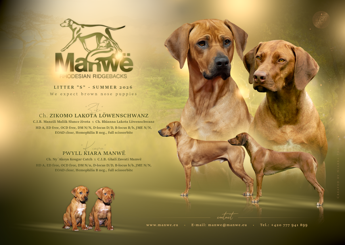 Rhodesian ridgeback FCI