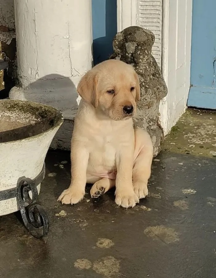 Labradorwelpen (Rüden und Hündinnen)