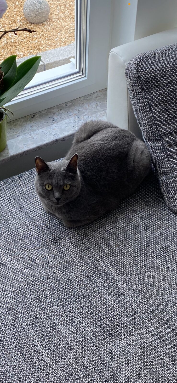 Britisch Kurzhaar Kater