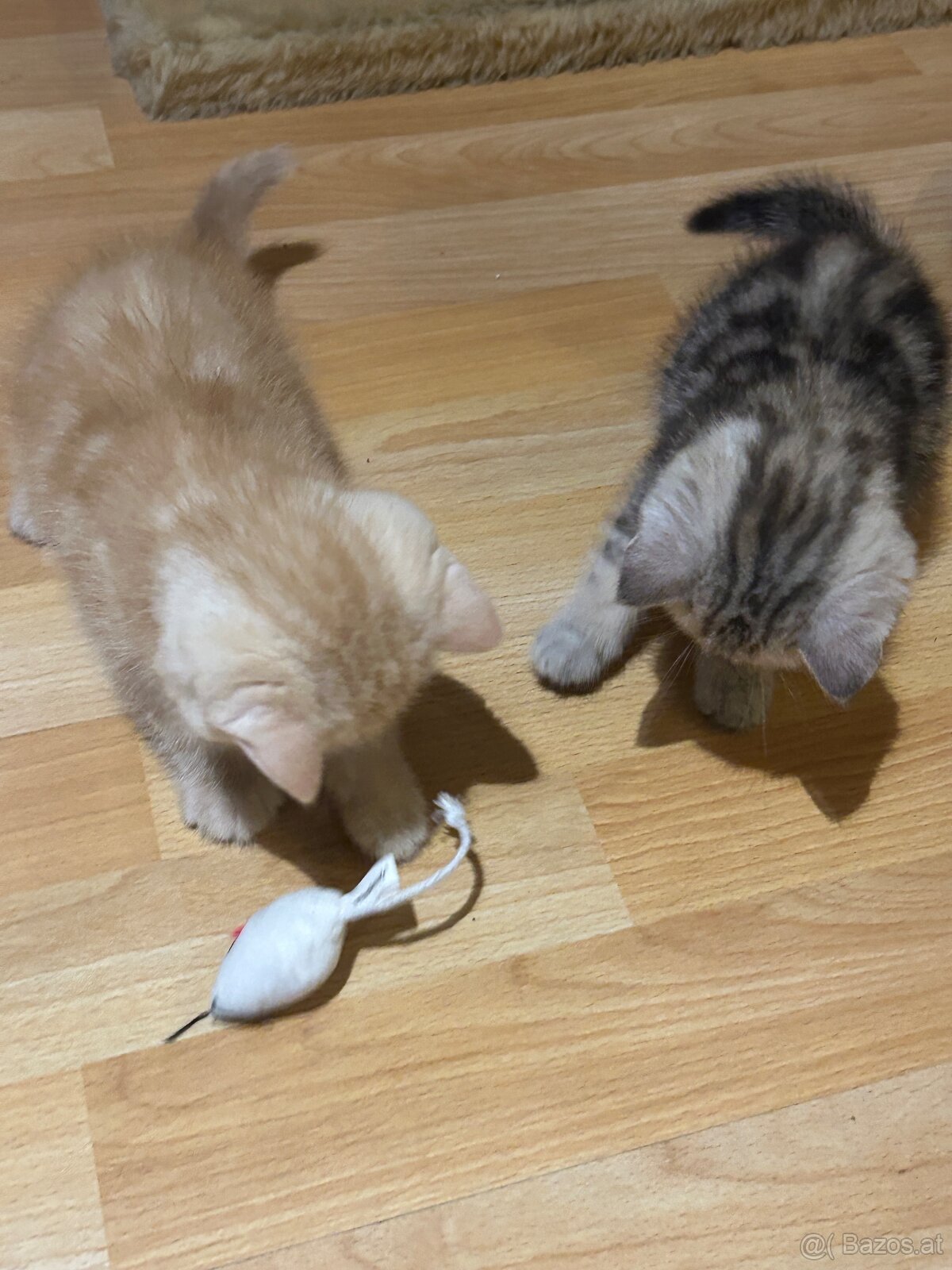 BKH Kittens Reinrassig