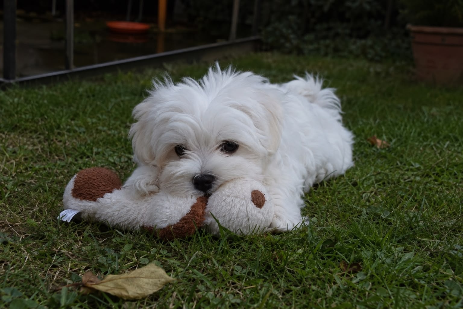 Maltipoo Welpe