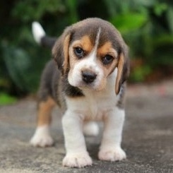 Beagle-Welpen (Rüden und Hündinnen)