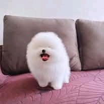 Pomeranian-Welpen suchen ein neues Zuhause