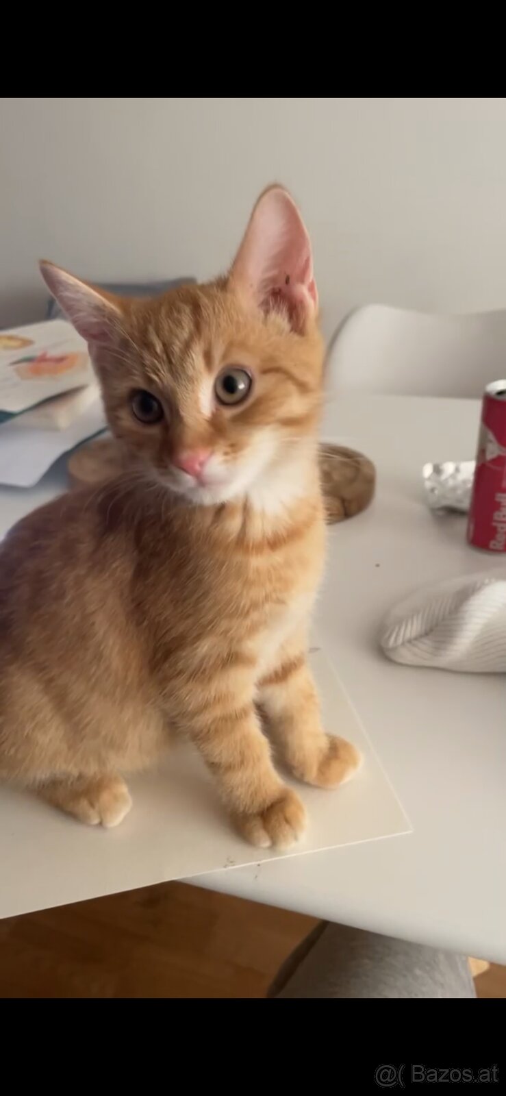 europäisch kurzhaar