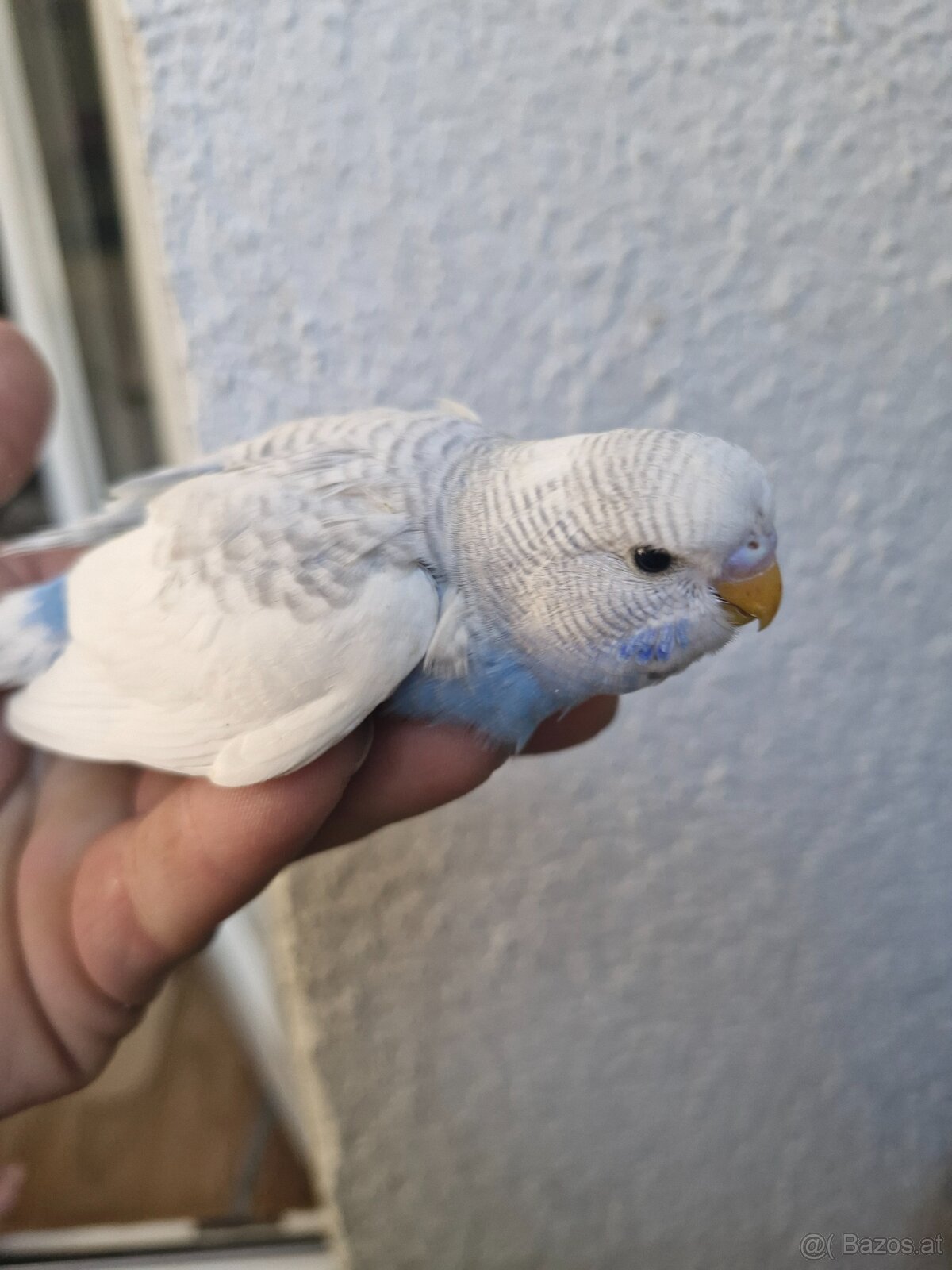 Nest junge Wellensittich