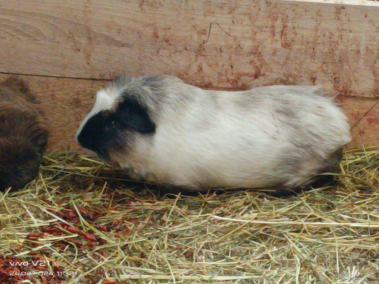 Cuy - Riesenmeerschweinchen