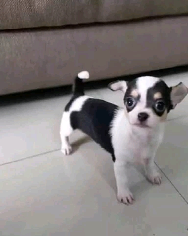 Chihuahua-Welpen suchen ein Zuhause