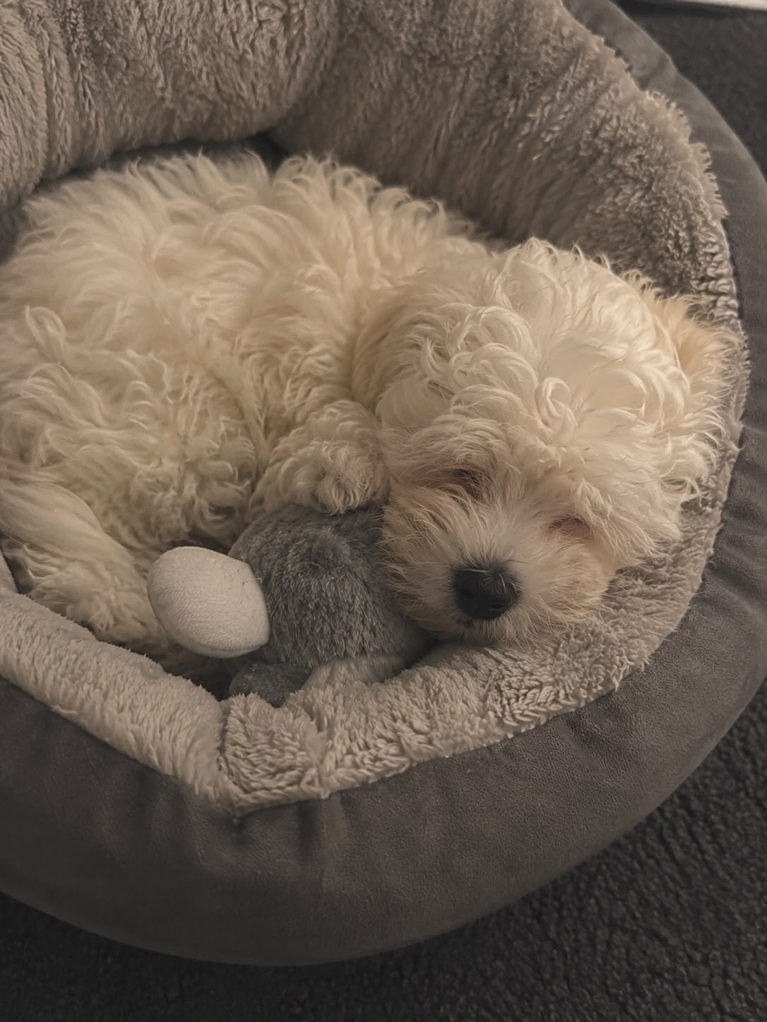 Maltipoo Welpe