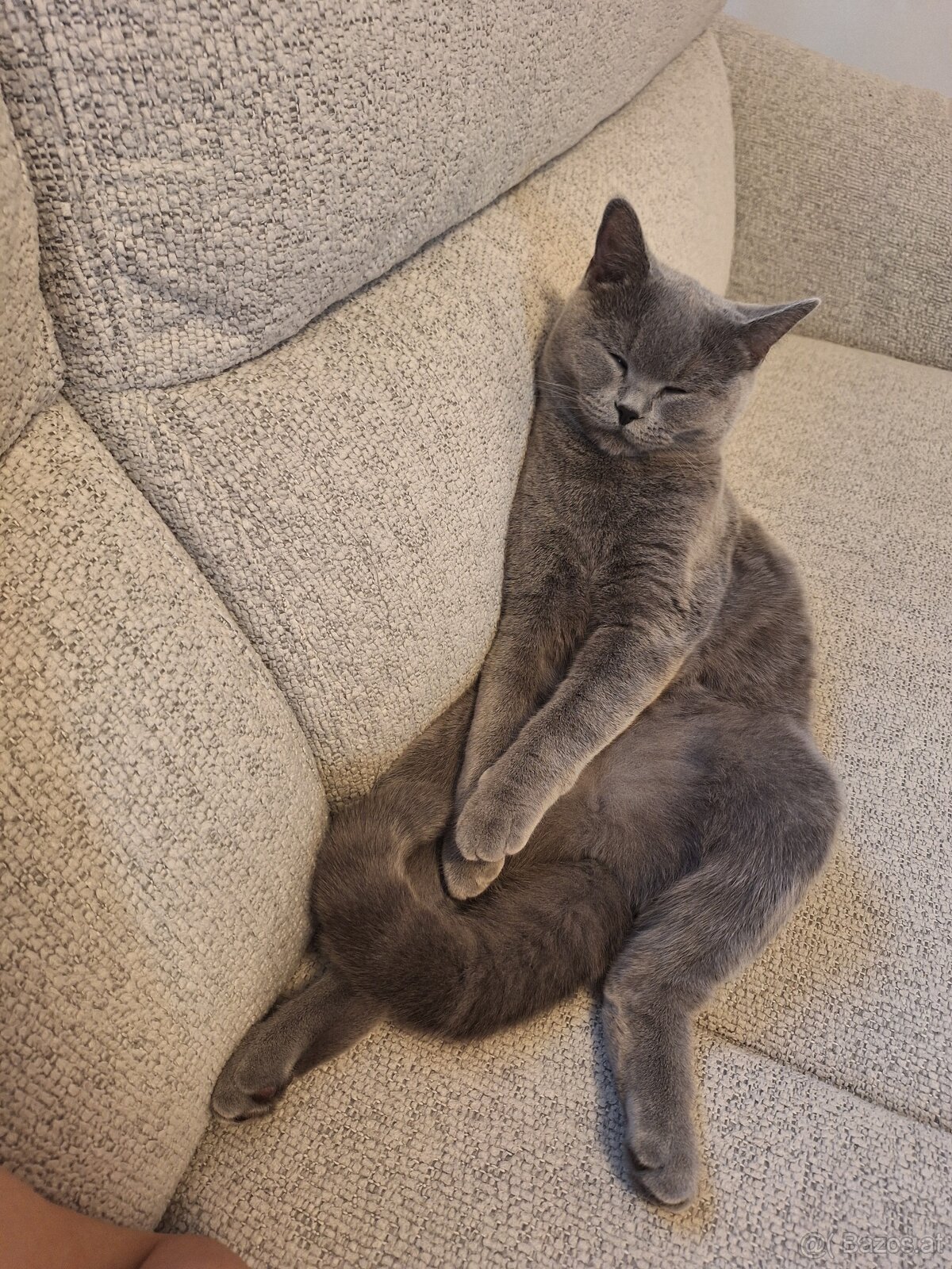 Bkh Katze