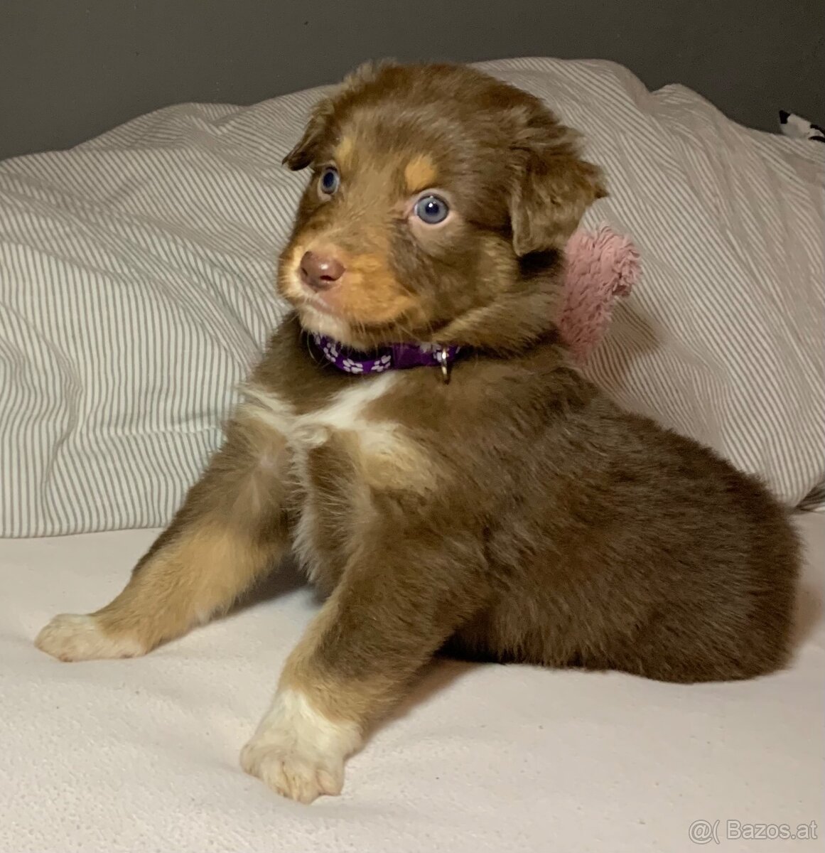 Australian shepherd welpen