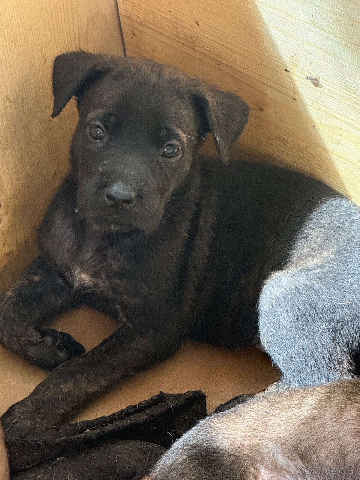 Welpen Malinois x Cane Corso