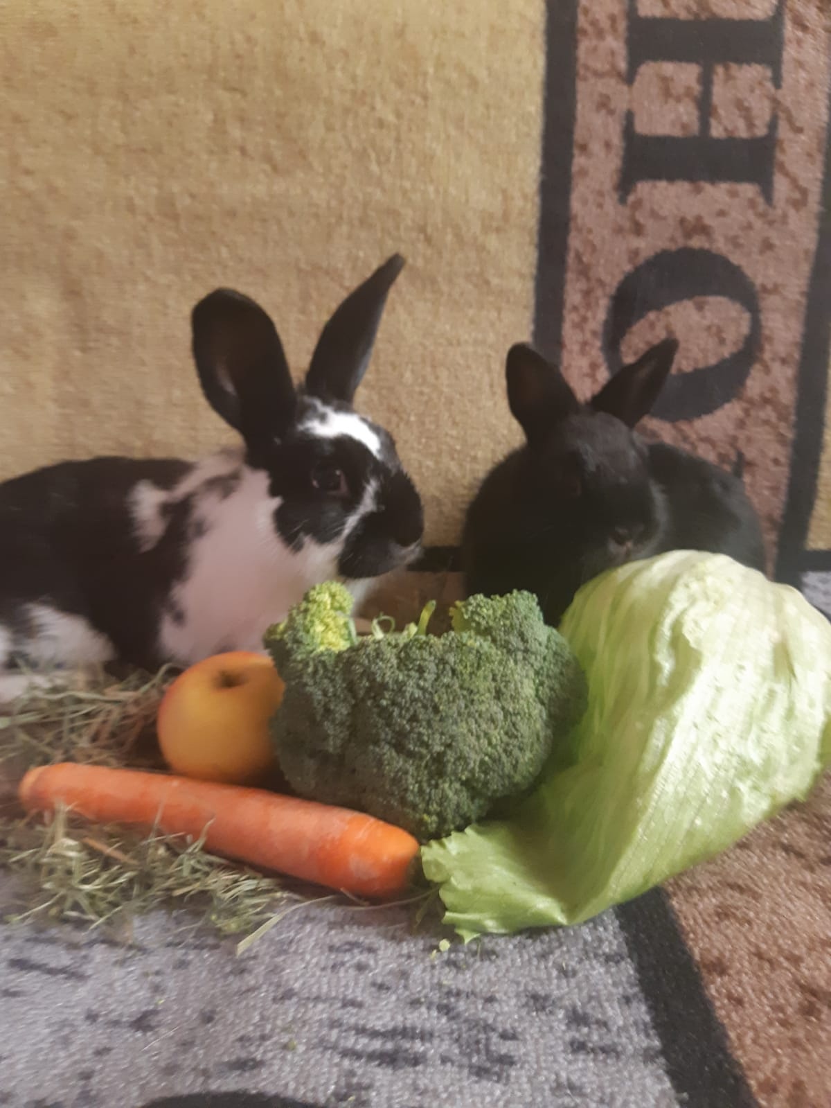 Zwergkaninchen zu vergeben