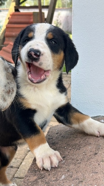 Großer Schweizer Sennenhund puppies