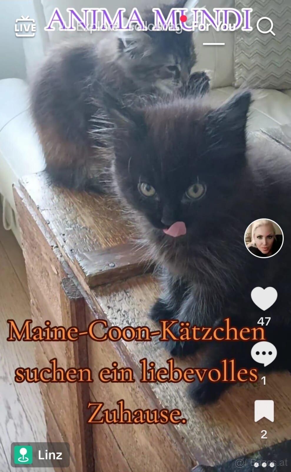 🐾 Süße Katzenbabys – Mix Maine Coon & Angora 🐾