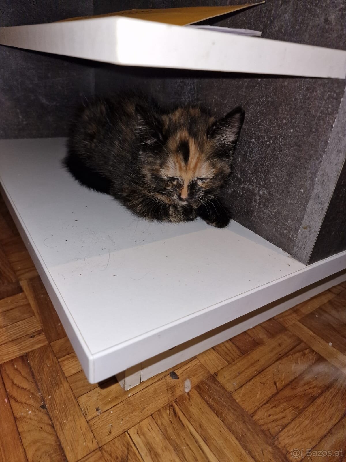 Katze