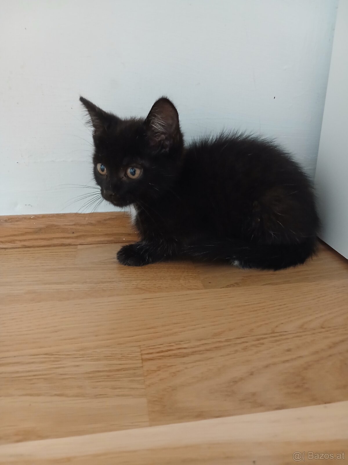 Kitten