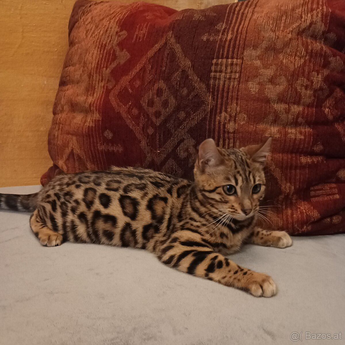 Bengal Kitten suchen 5Sterne zu Hause