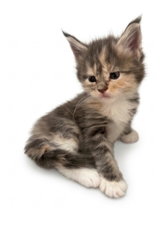 Maincoon