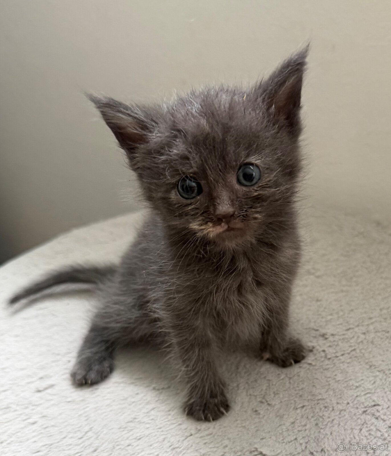 Britisch kurzhaar Maincoon mischung