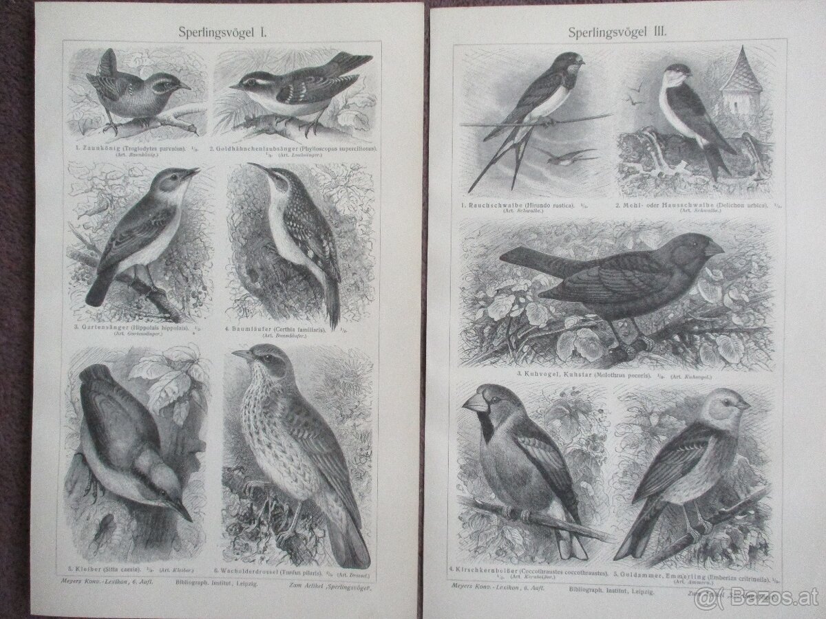Sperlingsvögel histoischer Druck, Holzstich, ca. 1905