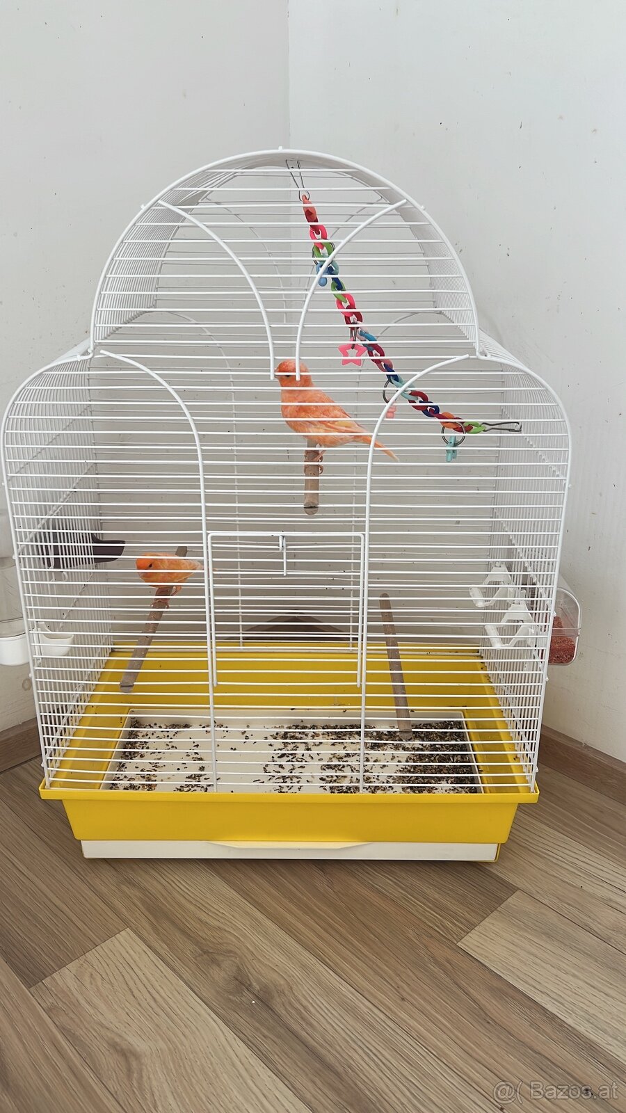Ein Paar Kanari