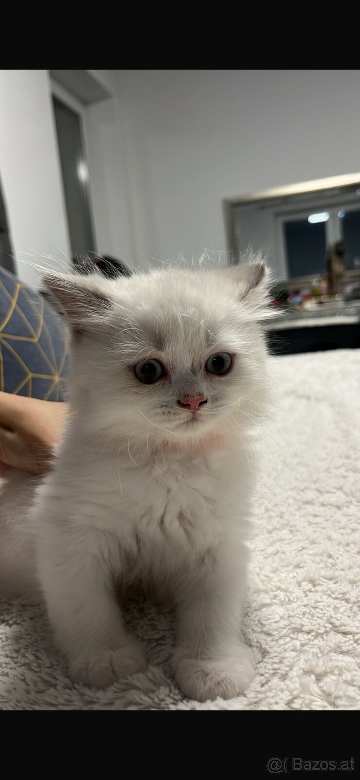 BKH-Kitten Colorpoint