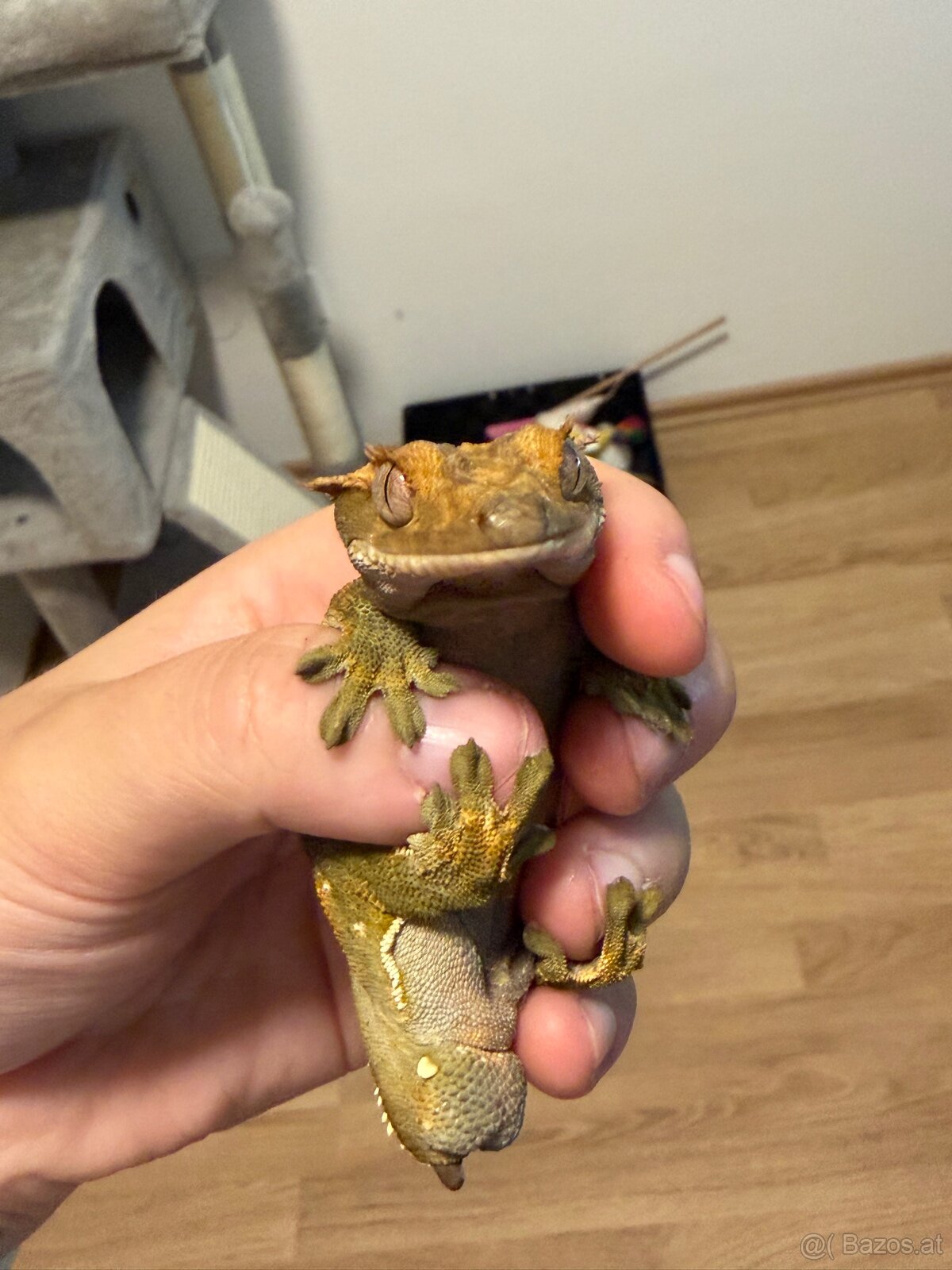 Kronengecko Männchen