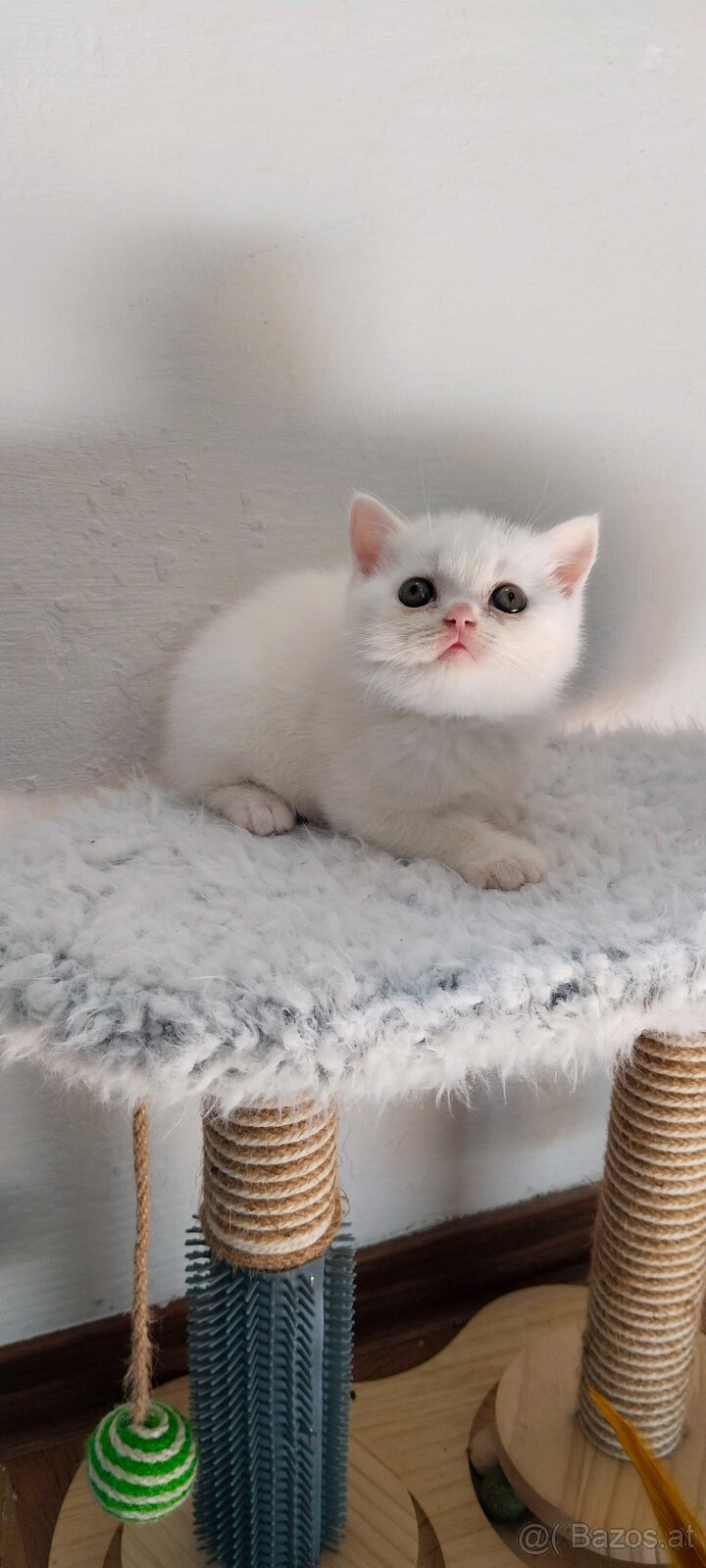 Britisch Kurzhaar Kitten